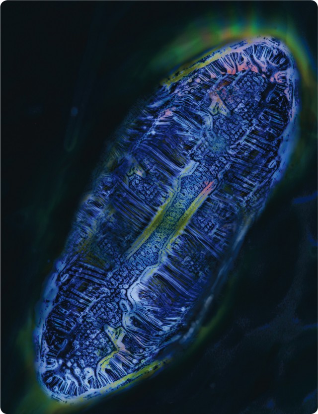 Polymer Micro-structure Self-assembly - Anna Pyayt and Howard Kaplan 제공